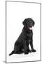 Black Labrador Sitting-null-Mounted Photographic Print