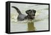 Black Labrador Swimming in Water-null-Framed Stretched Canvas