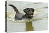 Black Labrador Swimming in Water-null-Stretched Canvas