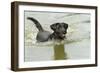 Black Labrador Swimming in Water-null-Framed Photographic Print