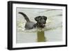 Black Labrador Swimming in Water-null-Framed Photographic Print