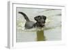 Black Labrador Swimming in Water-null-Framed Photographic Print