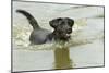 Black Labrador Swimming in Water-null-Mounted Photographic Print