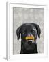 Black Labrador with Bone on Nose-Fab Funky-Framed Art Print