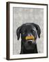 Black Labrador with Bone on Nose-Fab Funky-Framed Art Print