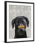 Black Labrador with Bone on Nose-Fab Funky-Framed Art Print