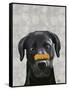 Black Labrador with Bone on Nose-Fab Funky-Framed Stretched Canvas