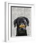 Black Labrador with Bone on Nose-Fab Funky-Framed Premium Giclee Print