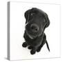 Black Labrador X Portuguese Water Dog Puppy, Cassie, Looking Up-Mark Taylor-Stretched Canvas