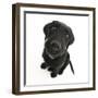 Black Labrador X Portuguese Water Dog Puppy, Cassie, Looking Up-Mark Taylor-Framed Photographic Print