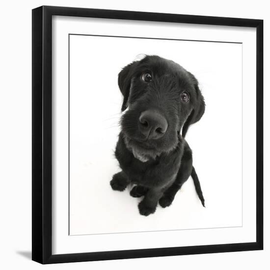 Black Labrador X Portuguese Water Dog Puppy, Cassie, Looking Up-Mark Taylor-Framed Photographic Print