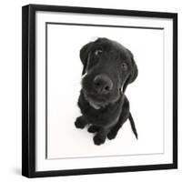 Black Labrador X Portuguese Water Dog Puppy, Cassie, Looking Up-Mark Taylor-Framed Photographic Print