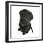 Black Labrador X Portuguese Water Dog Puppy, Cassie, Looking Up-Mark Taylor-Framed Photographic Print