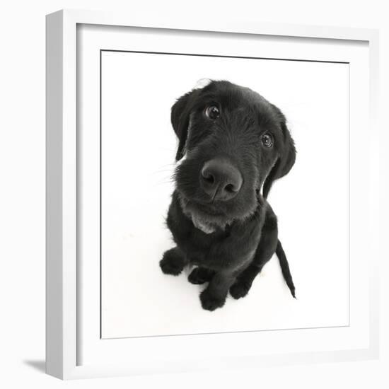 Black Labrador X Portuguese Water Dog Puppy, Cassie, Looking Up-Mark Taylor-Framed Photographic Print
