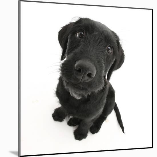 Black Labrador X Portuguese Water Dog Puppy, Cassie, Looking Up-Mark Taylor-Mounted Photographic Print