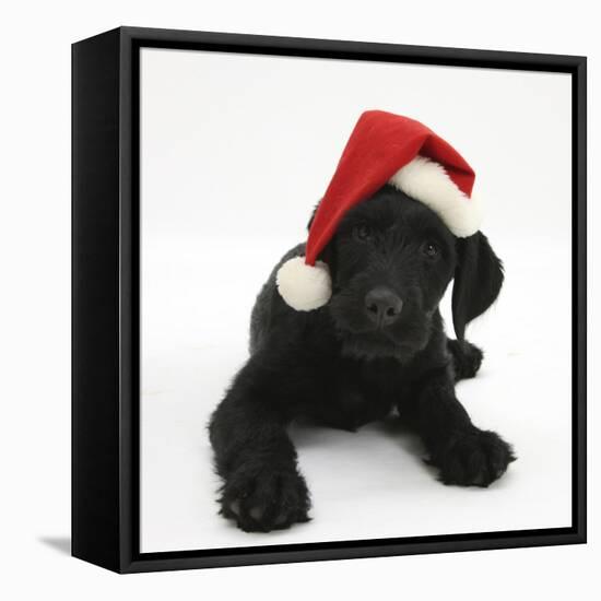 Black Labrador X Portuguese Water Dog Puppy, Cassie, with Father Christmas Hat On-Mark Taylor-Framed Stretched Canvas