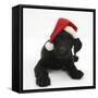 Black Labrador X Portuguese Water Dog Puppy, Cassie, with Father Christmas Hat On-Mark Taylor-Framed Stretched Canvas