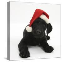 Black Labrador X Portuguese Water Dog Puppy, Cassie, with Father Christmas Hat On-Mark Taylor-Stretched Canvas