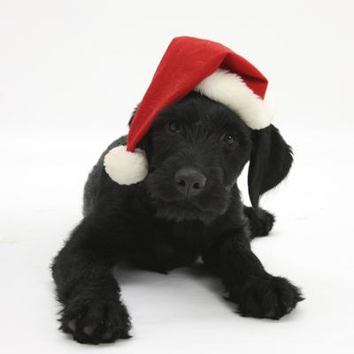 black dog with hat
