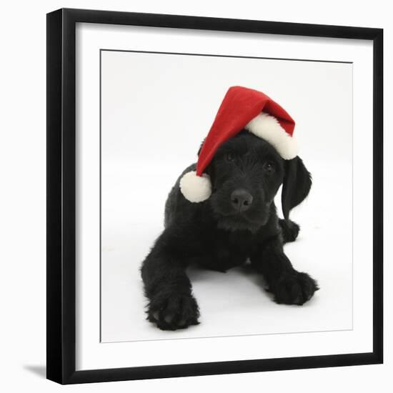Black Labrador X Portuguese Water Dog Puppy, Cassie, with Father Christmas Hat On-Mark Taylor-Framed Photographic Print