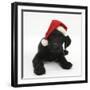 Black Labrador X Portuguese Water Dog Puppy, Cassie, with Father Christmas Hat On-Mark Taylor-Framed Photographic Print