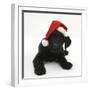 Black Labrador X Portuguese Water Dog Puppy, Cassie, with Father Christmas Hat On-Mark Taylor-Framed Photographic Print