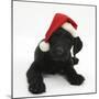 Black Labrador X Portuguese Water Dog Puppy, Cassie, with Father Christmas Hat On-Mark Taylor-Mounted Photographic Print