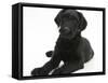 Black Labrador X Portuguese Water Dog Puppy, Cassie-Mark Taylor-Framed Stretched Canvas