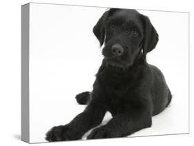 Black Labrador X Portuguese Water Dog Puppy, Cassie-Mark Taylor-Stretched Canvas
