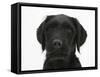 Black Labrador X Portuguese Water Dog Puppy, Cassie-Mark Taylor-Framed Stretched Canvas