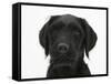 Black Labrador X Portuguese Water Dog Puppy, Cassie-Mark Taylor-Framed Stretched Canvas