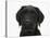 Black Labrador X Portuguese Water Dog Puppy, Cassie-Mark Taylor-Stretched Canvas