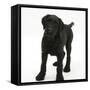 Black Labrador X Portuguese Water Dog Puppy, Cassie-Mark Taylor-Framed Stretched Canvas