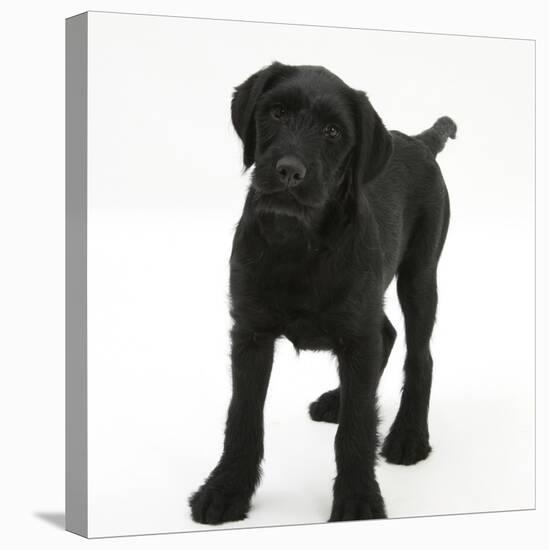 Black Labrador X Portuguese Water Dog Puppy, Cassie-Mark Taylor-Stretched Canvas