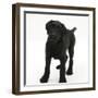 Black Labrador X Portuguese Water Dog Puppy, Cassie-Mark Taylor-Framed Photographic Print