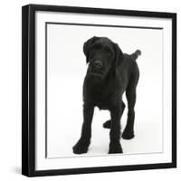 Black Labrador X Portuguese Water Dog Puppy, Cassie-Mark Taylor-Framed Photographic Print