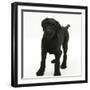 Black Labrador X Portuguese Water Dog Puppy, Cassie-Mark Taylor-Framed Photographic Print