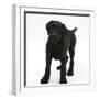 Black Labrador X Portuguese Water Dog Puppy, Cassie-Mark Taylor-Framed Photographic Print