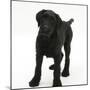 Black Labrador X Portuguese Water Dog Puppy, Cassie-Mark Taylor-Mounted Photographic Print