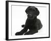 Black Labrador X Portuguese Water Dog Puppy, Cassie-Mark Taylor-Framed Photographic Print