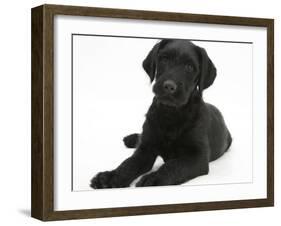 Black Labrador X Portuguese Water Dog Puppy, Cassie-Mark Taylor-Framed Photographic Print