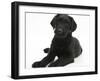 Black Labrador X Portuguese Water Dog Puppy, Cassie-Mark Taylor-Framed Photographic Print