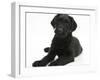 Black Labrador X Portuguese Water Dog Puppy, Cassie-Mark Taylor-Framed Photographic Print