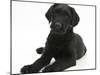 Black Labrador X Portuguese Water Dog Puppy, Cassie-Mark Taylor-Mounted Photographic Print