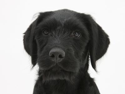 Labrador portuguese water dog mix sales