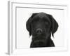 Black Labrador X Portuguese Water Dog Puppy, Cassie-Mark Taylor-Framed Photographic Print