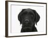 Black Labrador X Portuguese Water Dog Puppy, Cassie-Mark Taylor-Framed Photographic Print