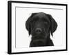 Black Labrador X Portuguese Water Dog Puppy, Cassie-Mark Taylor-Framed Photographic Print