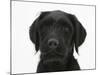 Black Labrador X Portuguese Water Dog Puppy, Cassie-Mark Taylor-Mounted Photographic Print