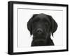 Black Labrador X Portuguese Water Dog Puppy, Cassie-Mark Taylor-Framed Photographic Print